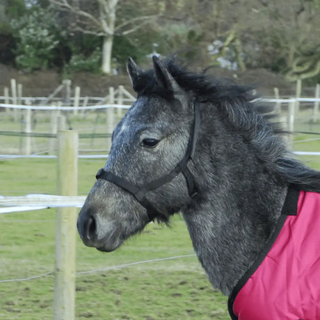 Rhinegold Field Safe Foal Headcollar - Birdham Animal Feeds