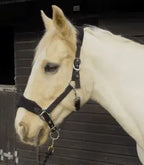 Rhinegold Comfort Headcollar and Rope Set - Birdham Animal Feeds