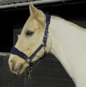 Rhinegold Comfort Headcollar and Rope Set - Birdham Animal Feeds