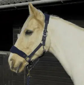 Rhinegold Comfort Headcollar and Rope Set - Birdham Animal Feeds