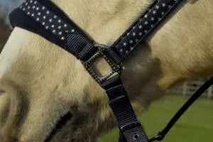 Rhinegold Star Spangled Headcollar & Rope Set - Birdham Animal Feeds