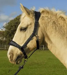 Rhinegold Star Spangled Headcollar & Rope Set - Birdham Animal Feeds