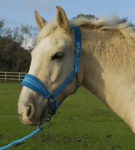 Rhinegold Star Spangled Headcollar & Rope Set - Birdham Animal Feeds