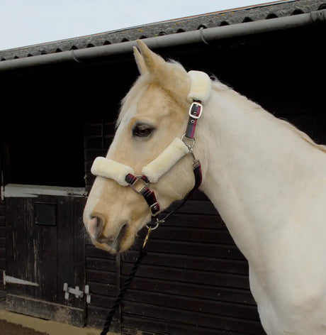 Fur Trim Headcollar - Birdham Animal Feeds