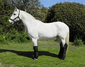Rhinegold Full Length Travel Boots - Birdham Animal Feeds