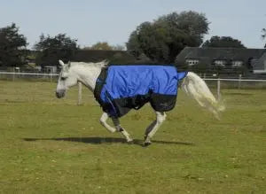 Rhinegold Phoenix Outdoor Rug - Birdham Animal Feeds