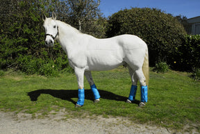 Rhinegold Elite Half Length Travel Boots - Birdham Animal Feeds
