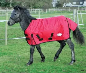 Rhinegold Foal Konig Outdoor Rug - Birdham Animal Feeds