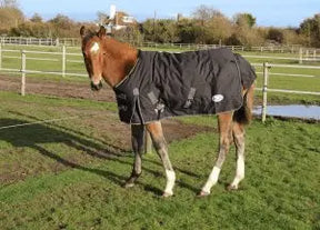 Rhinegold Foal Konig Outdoor Rug - Birdham Animal Feeds