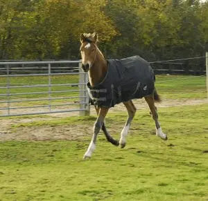Rhinegold Foal Konig Outdoor Rug - Birdham Animal Feeds