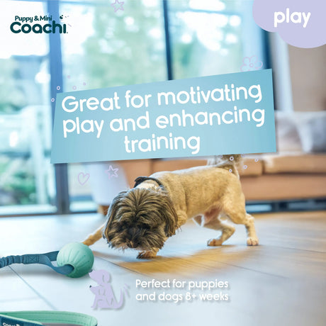 Coachi Puppy & Mini Tuggi Ball Coachi