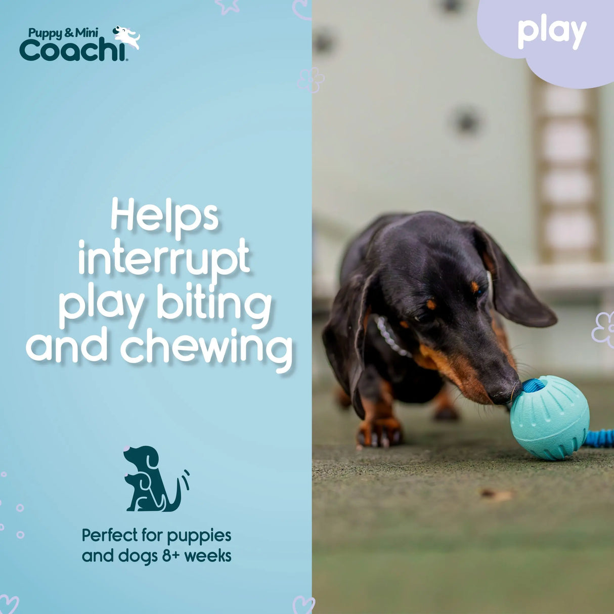 Coachi Puppy & Mini Tuggi Ball Coachi