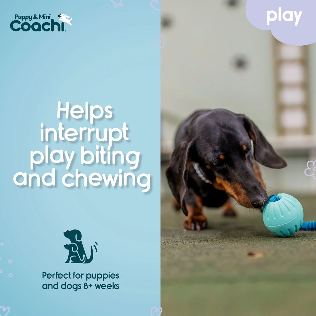 Coachi Puppy & Mini Tuggi Ball Coachi