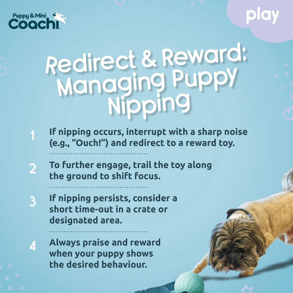 Coachi Puppy & Mini Tuggi Ball Coachi