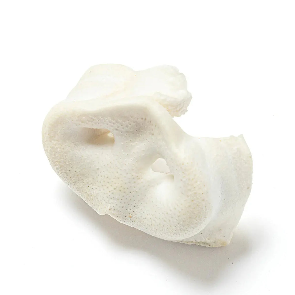 Nutriment Puffed Pig Snouts 10 pack Nutriment