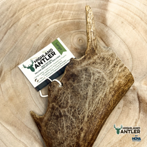 Nova Highland Fallow Deer Antler