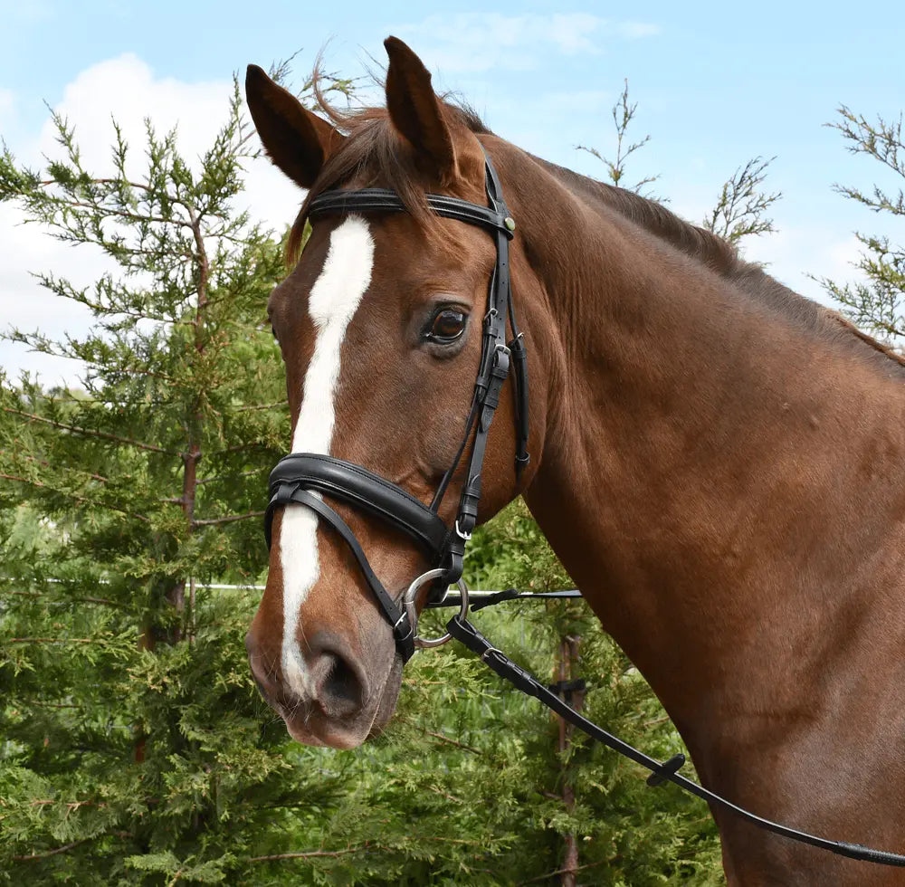 Rhinegold Comfort Bridle - Birdham Animal Feeds