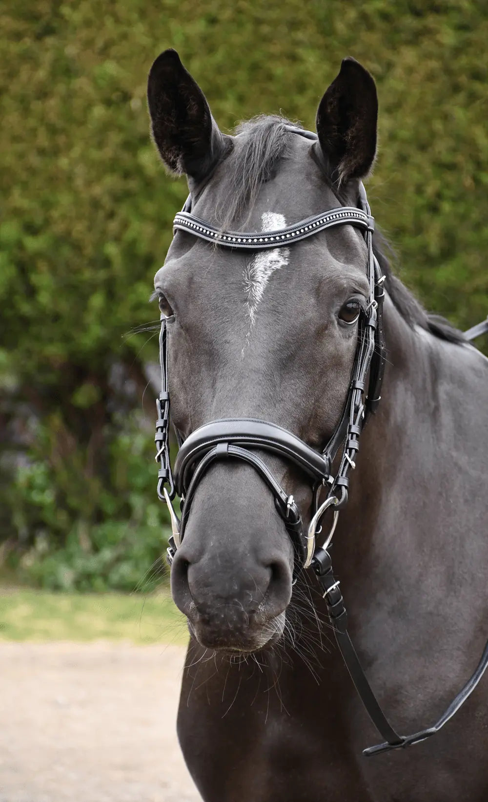 Rhinegold Italia Anatomical Flash Bridle - Birdham Animal Feeds