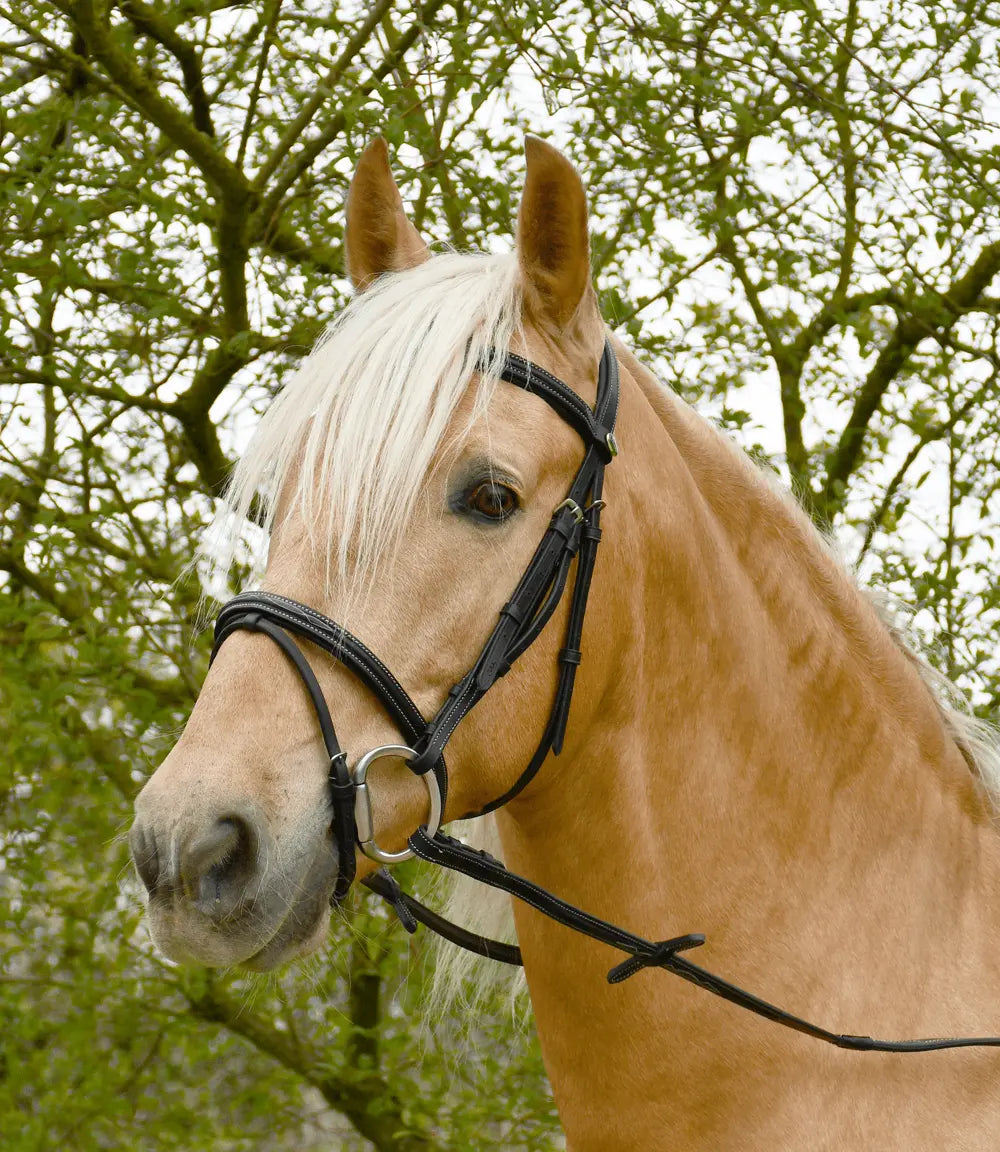Rhinegold Elegance Stitched Flash Bridle - Birdham Animal Feeds