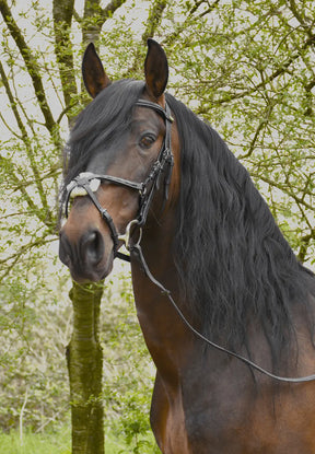 Rhinegold Elegance Stitched Mexican Bridle - Birdham Animal Feeds
