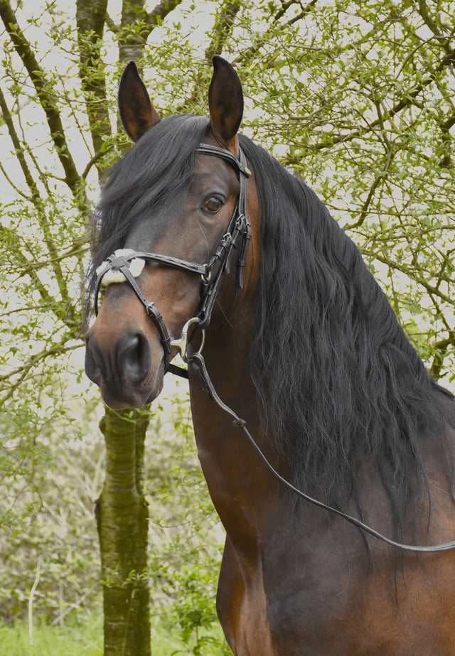 Rhinegold Elegance Stitched Mexican Bridle - Birdham Animal Feeds