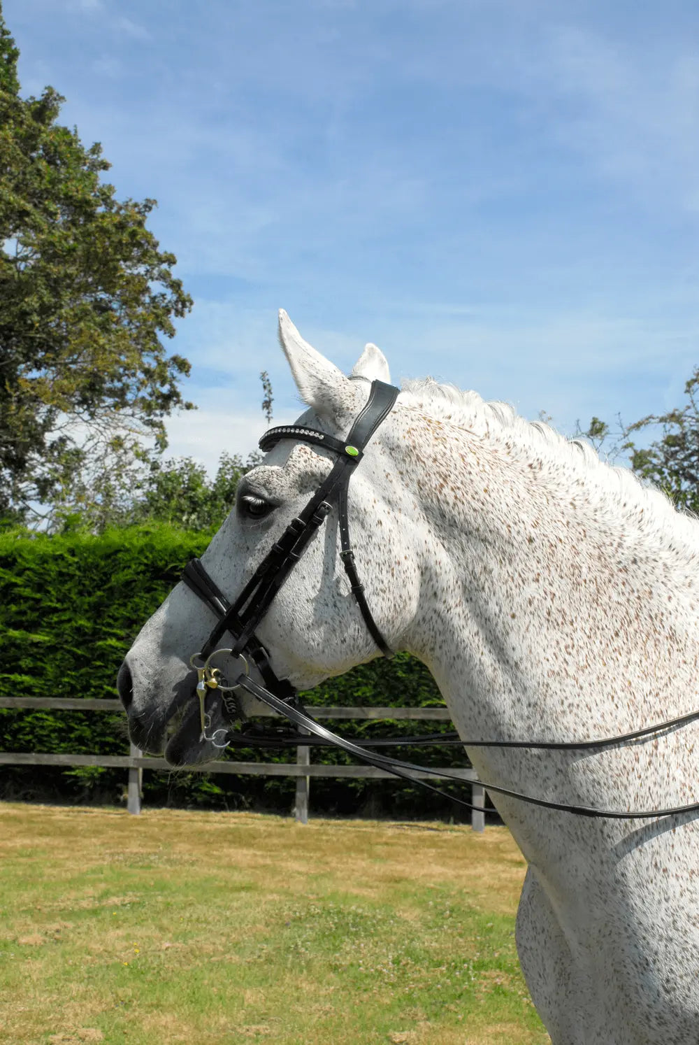 Rhinegold Anatomic Double Bridle - Birdham Animal Feeds