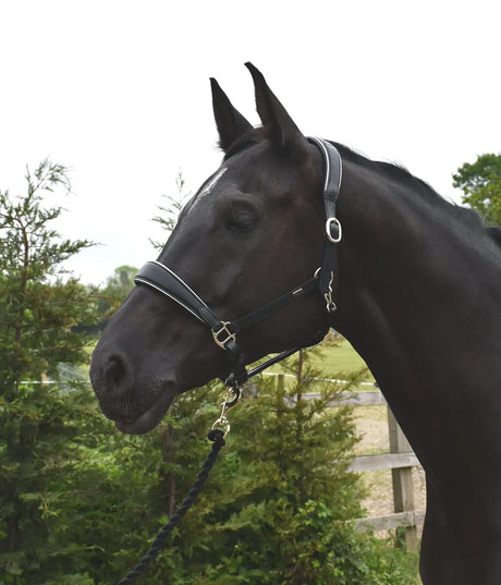 Rocco Italia Turin Leather Headcollar - Birdham Animal Feeds