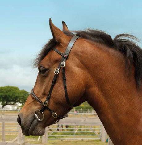 Windsor In-hand Bridle - Birdham Animal Feeds