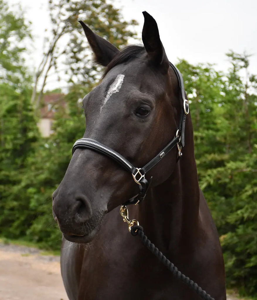 Rocco Italia Milano Leather Headcollar - Birdham Animal Feeds