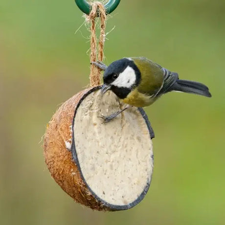 Half Coconut Feeder with Mealworm - Birdham Animal Feeds