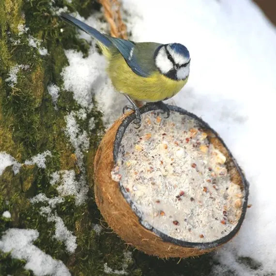 Half Coconut Feeder with Mealworm - Birdham Animal Feeds