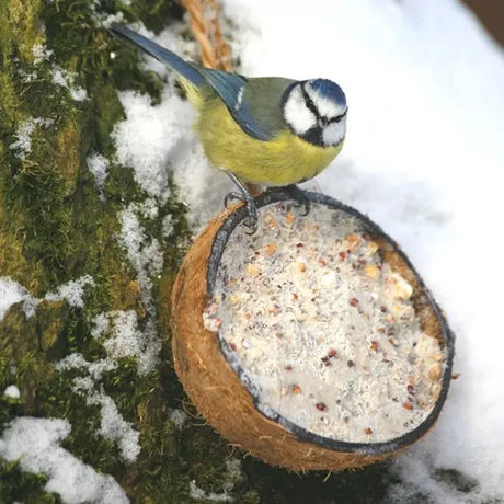Half Coconut Feeder with Mealworm - Birdham Animal Feeds