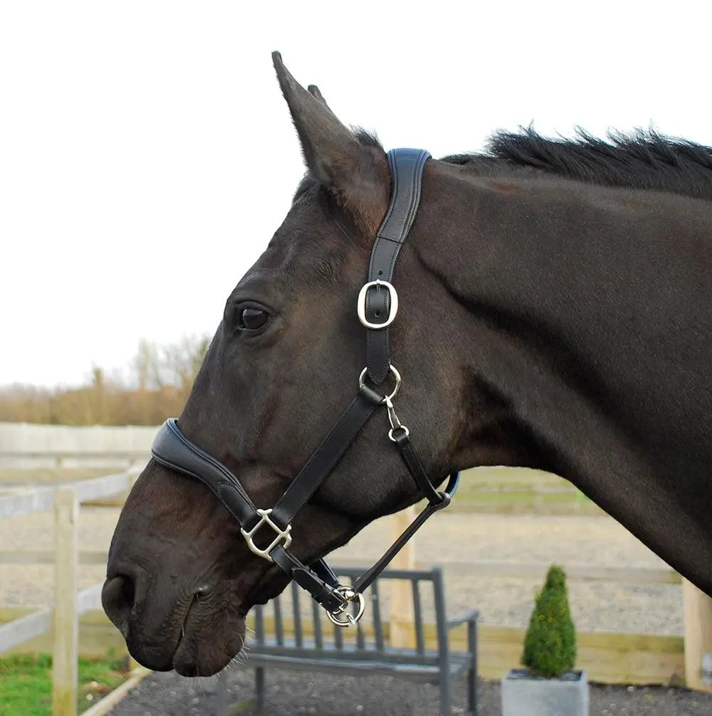 Rhinegold Softee Pro-Anatomic Headcollar - Birdham Animal Feeds
