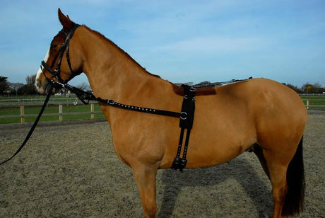Rhinegold Training/ Breaking Set - Birdham Animal Feeds
