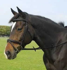 Heritage Flash Bridle - Birdham Animal Feeds