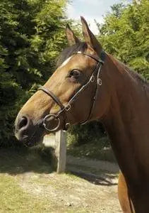 Heritage In-Hand Bridle - Birdham Animal Feeds