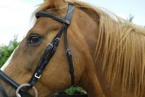 Windsor Flash Bridle - Birdham Animal Feeds