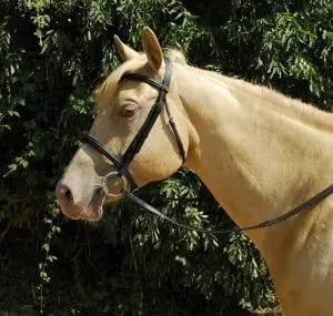 Windsor Plain Bridle - Birdham Animal Feeds