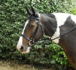 Windsor Plain Hunter Bridle - Birdham Animal Feeds