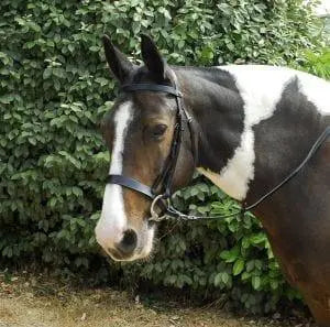 Windsor Plain Hunter Bridle - Birdham Animal Feeds
