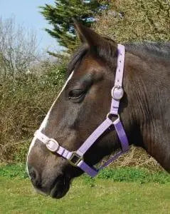 Rhinegold Nylon Headcollar - Birdham Animal Feeds