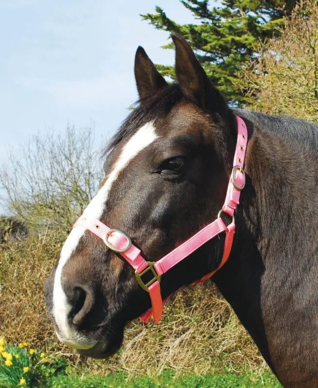 Rhinegold Nylon Headcollar - Birdham Animal Feeds