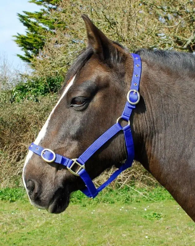 Rhinegold Nylon Headcollar - Birdham Animal Feeds