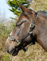 Rhinegold Nylon Headcollar - Birdham Animal Feeds