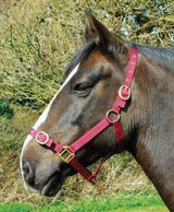 Rhinegold Nylon Headcollar - Birdham Animal Feeds