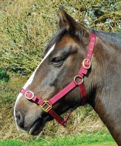 Rhinegold Nylon Headcollar - Birdham Animal Feeds