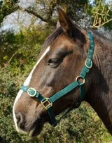 Rhinegold Nylon Headcollar - Birdham Animal Feeds