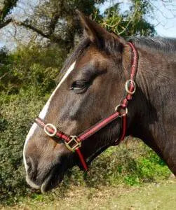 Rhinegold Nylon Headcollar - Birdham Animal Feeds