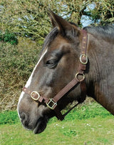 Rhinegold Nylon Headcollar - Birdham Animal Feeds