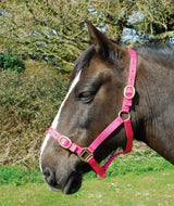Rhinegold Nylon Headcollar - Birdham Animal Feeds